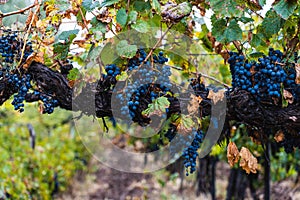 Malbec grapes in the vineyard