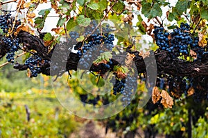 Malbec grapes in the vineyard