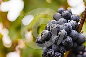 Malbec grapes in the vineyard