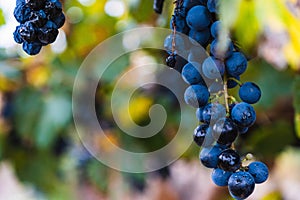 Malbec grapes in the vineyard