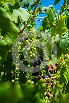 Malbec Grapes in Vineyard in Mendoza, Argentina