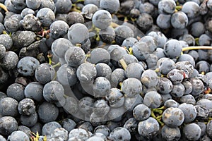 Malbec grapes on vineyards in Mendoza Provice, Argentina