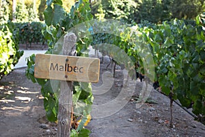 Malbec Vines, Maipo Valley, Santiago, Chile photo