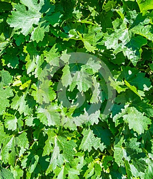Malbec Vine leafs in Vineyard
