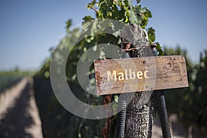 The Malbec vineyards of Mendoza