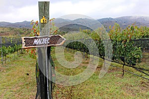 Malbec vineyards in Mendoza Province, Argentina photo