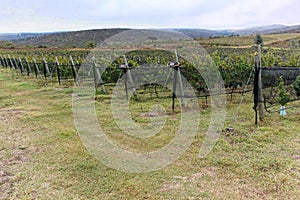Malbec vineyards in Mendoza Province, Argentina