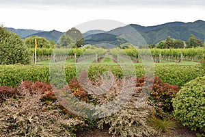 Malbourough vineyards behind chocolate coloured garden bushes