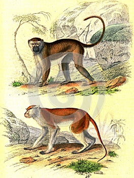 The Malbrouck, The Patas, vintage engraving