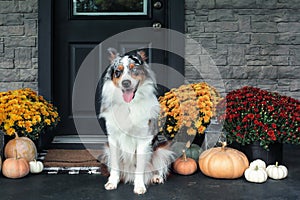 Malchi the Australian Shepherd Dog Sitting on a Porch