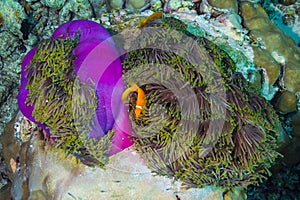 Maldive anemone fish