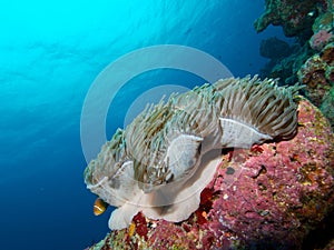 Maldive anemonefish