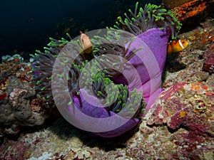 Maldive anemonefish