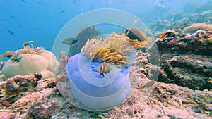 Maldive anemonefish and blue sea anemone underwater