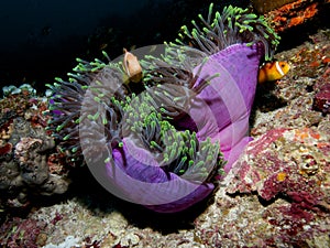 Maldive anemonefish in huge anemone