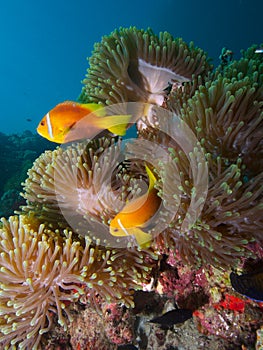 Maldive anemonefish photo