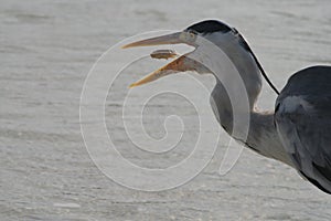 Maldive atoll Asdu heron photo