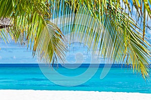 Maldive Islands Sand Beach and green palm foliage view