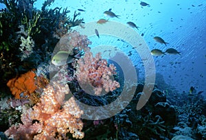 Maldive Shallow Reef