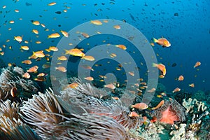 Maldives Anemonefish