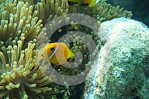 Maldives anemonefish Amphiprion nigripes