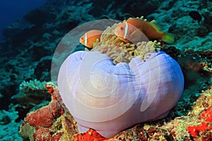 Maldives Anemonefish in an Anemone,
