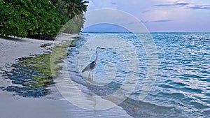 Maldives, beach, evening. In aquamarine water near the sandy shore, a heron is waiting for prey.