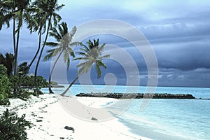 Maldives beach ocean view with palm