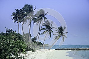 Maldives beach ocean view with palms