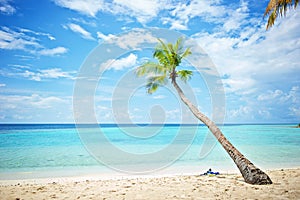 Maldives beach palm.