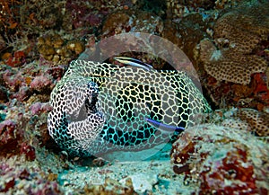 In the Maldives is a beautiful underwater fish leopard pattern, God created beautiful