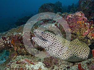In the Maldives is a beautiful underwater fish leopard pattern, God created beautiful