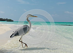 Maldives. A bird standing on one leg on the beach. Sunny day.
