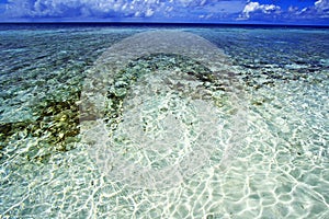 Maldives coral reef