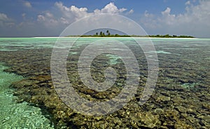 Maldives - Coral Reef - South Ari Atoll