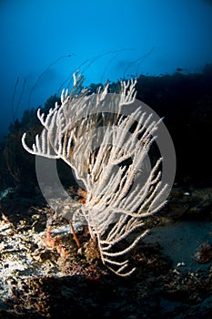 Maldives, diving and colored corals