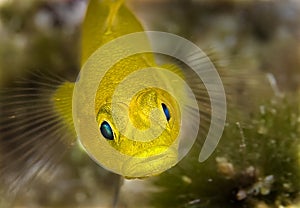 Maldives have yellow fish, big lips