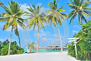 Maldives island and palm tree