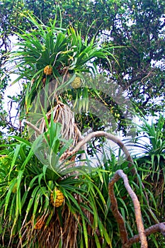 Maldives Island Pandan Tree photo