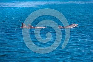 A spotted dolphin family leaping out of the clear blue Maldives water. Marine life in Maldives