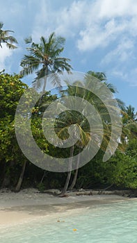 Maldives shoreline