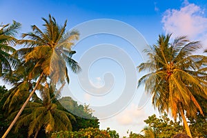 Maldives, tropical palms and sky