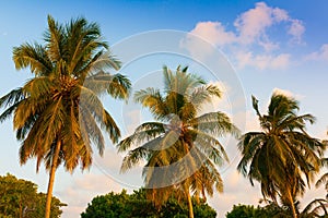 Maldives, tropical palms and sky