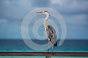 Maldives tropical seabird