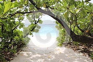 Maldives. Tropical trees near the beach. Summer vacation on a paradise tropical island.