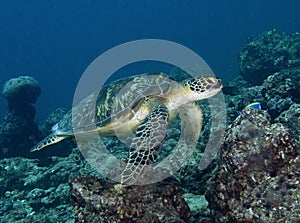 In the Maldives, underwater crawlers, colorful fishes and turtles dance with harmony photo