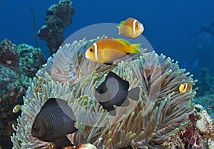 In the Maldives, underwater creatures, colorful fish dance with harmony