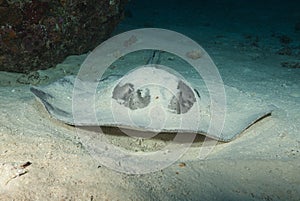 In the Maldives, underwater, underwater, and self-inflicted stingray, which fish can be pursued