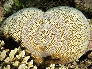 Maldivian brain coral