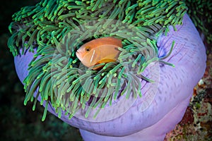 Maldivian clown look out from sea anemone